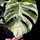 Monstera deliciosa albo holland 'Premium' (L)
