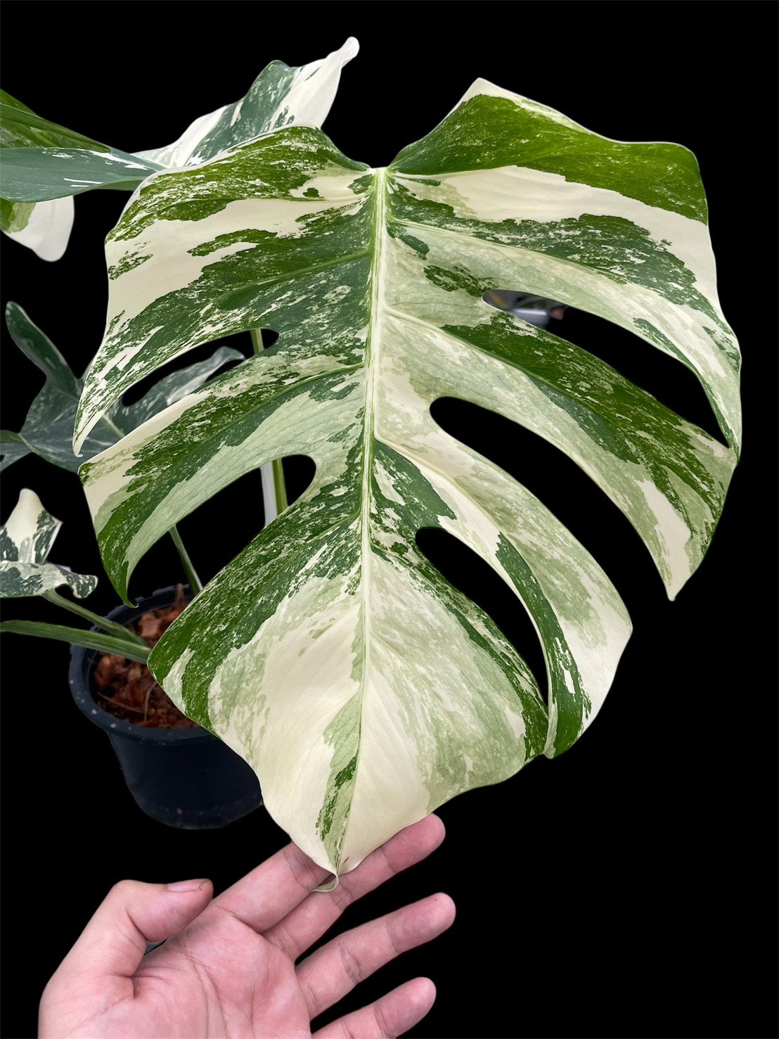 Monstera deliciosa albo holland 'Premium' (L)