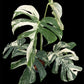 Monstera deliciosa albo holland 'Premium' (L)