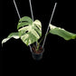 Monstera deliciosa albo Holland (S)