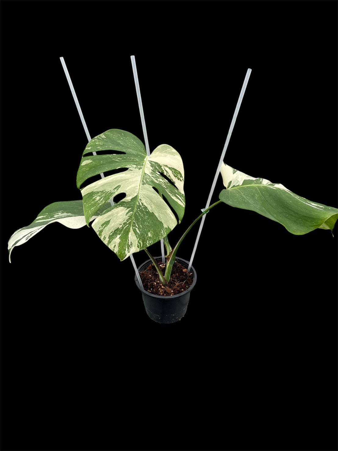 Monstera deliciosa albo Holland (S)