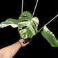 Monstera deliciosa albo Holland (S)