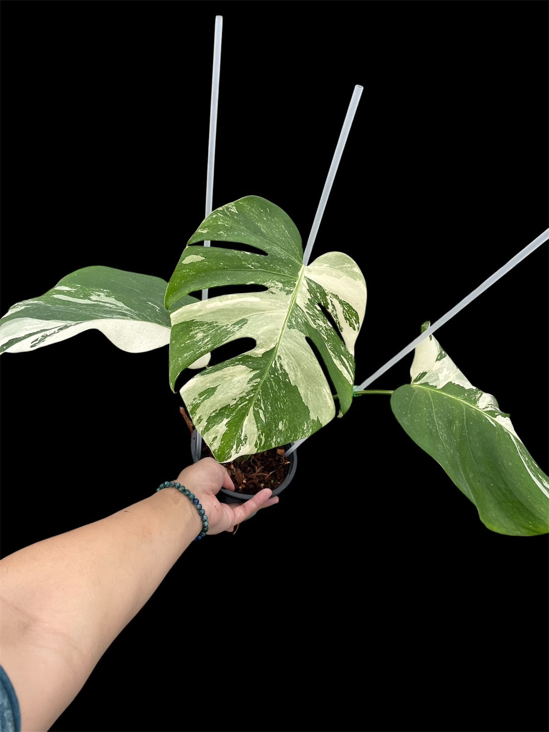 Monstera deliciosa albo Holland (S)