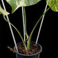 Monstera deliciosa albo Holland (S)