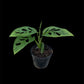 Monstera sp. Tamarindo (S)