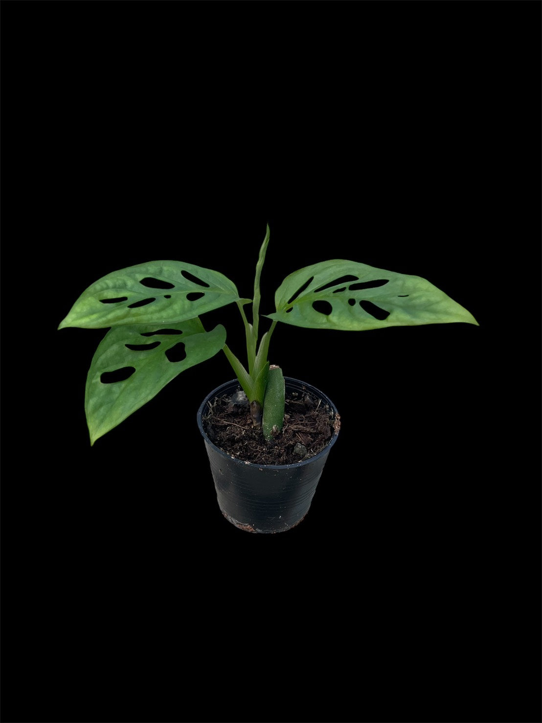 Monstera sp. Tamarindo (S)