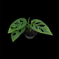 Monstera sp. Tamarindo (S)