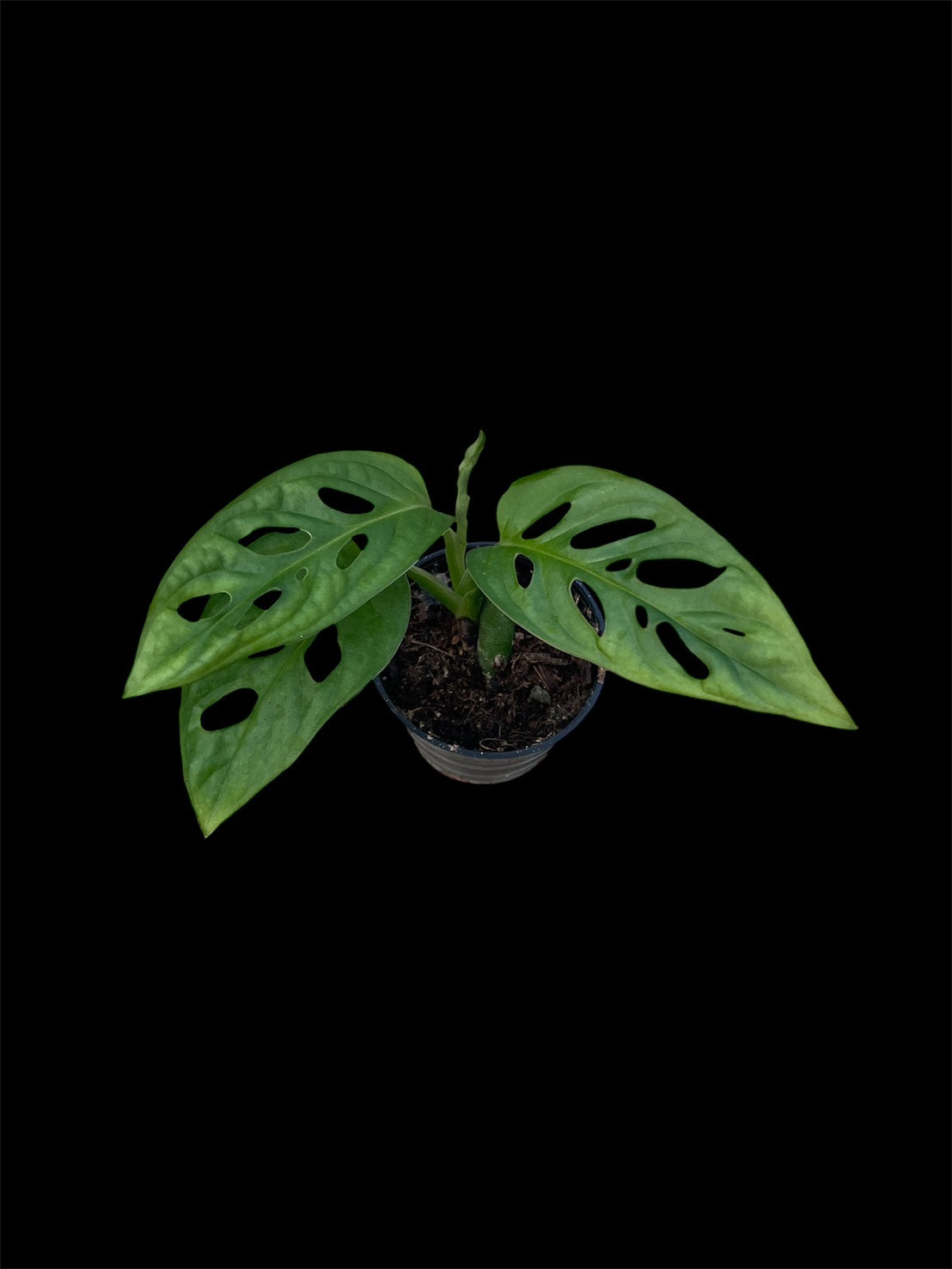 Monstera sp. Tamarindo (S)