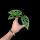 Monstera sp. Tamarindo (S)