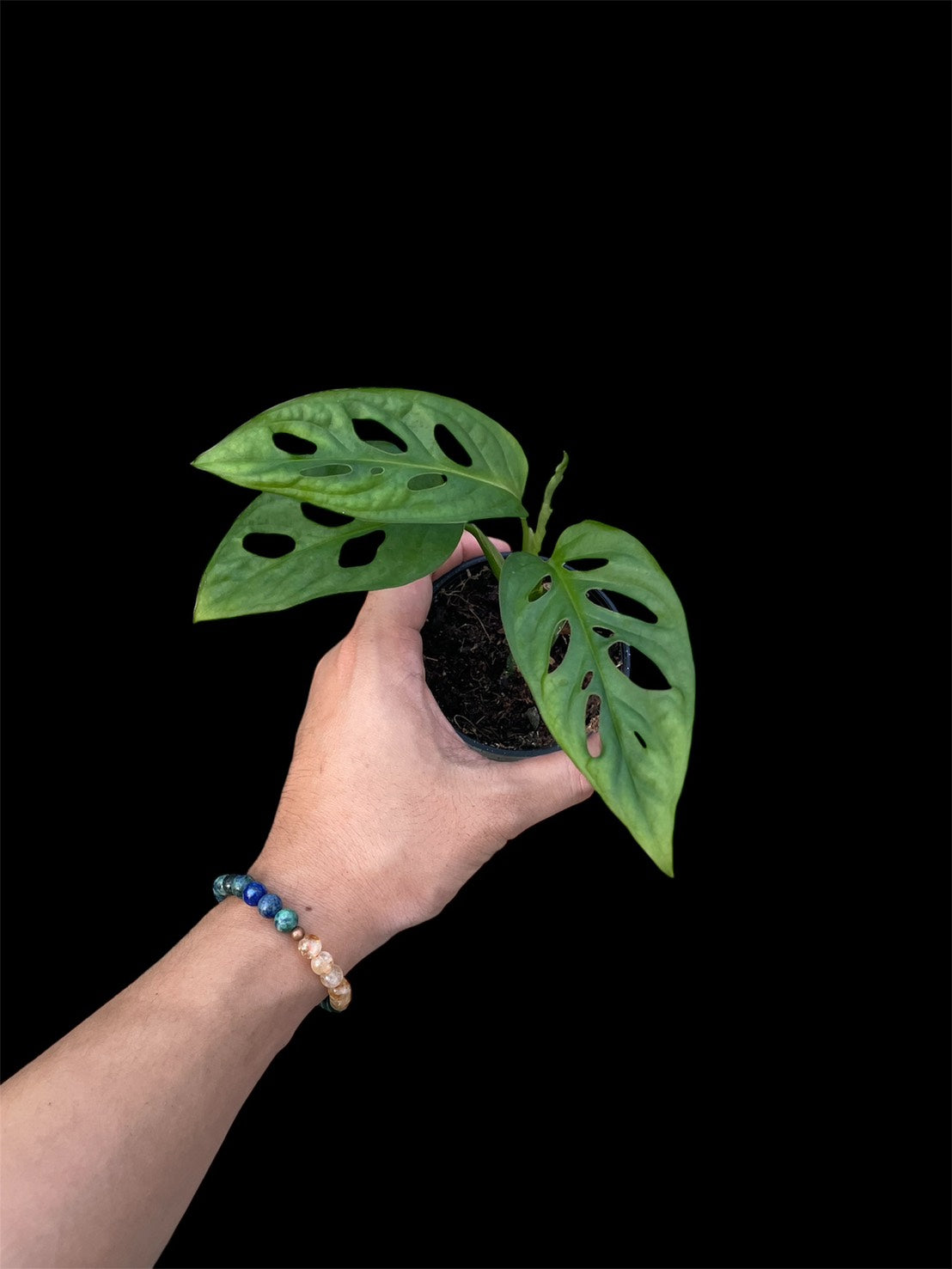 Monstera sp. Tamarindo (S)
