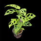 Monstera obliqua los tayos (M)
