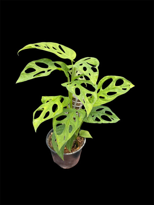 Monstera obliqua los tayos (M)