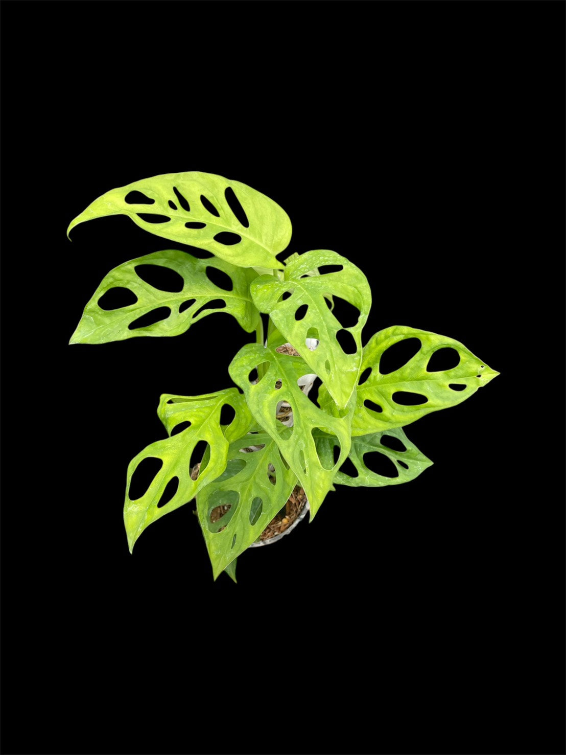 Monstera obliqua los tayos (M)