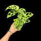 Monstera obliqua los tayos (M)