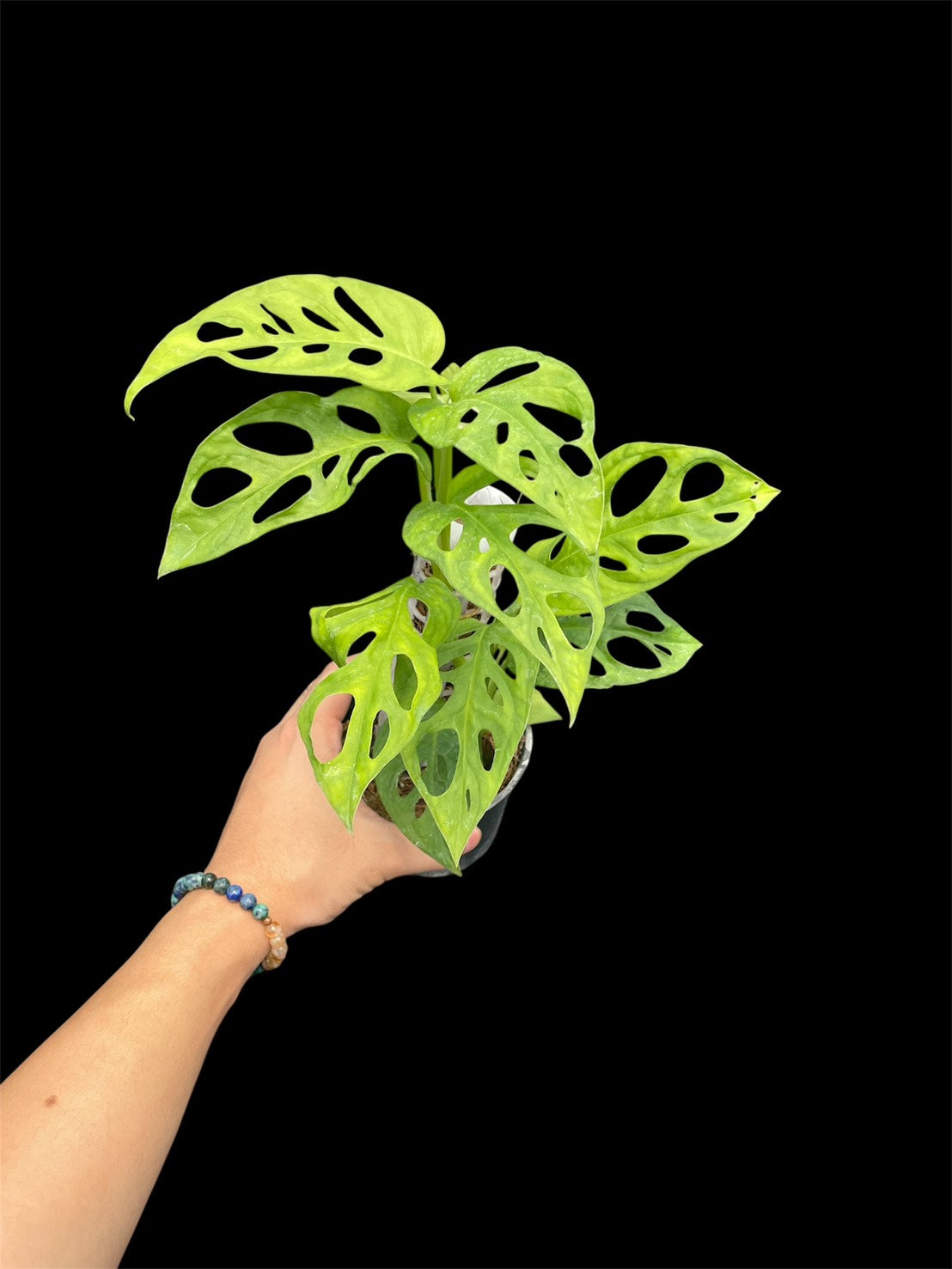 Monstera obliqua los tayos (M)