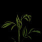 Monstera barrieri