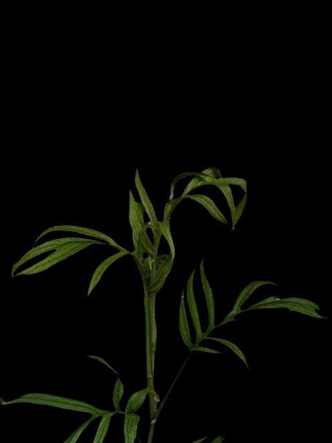Monstera barrieri