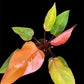 Philodendron Persimmon Princess