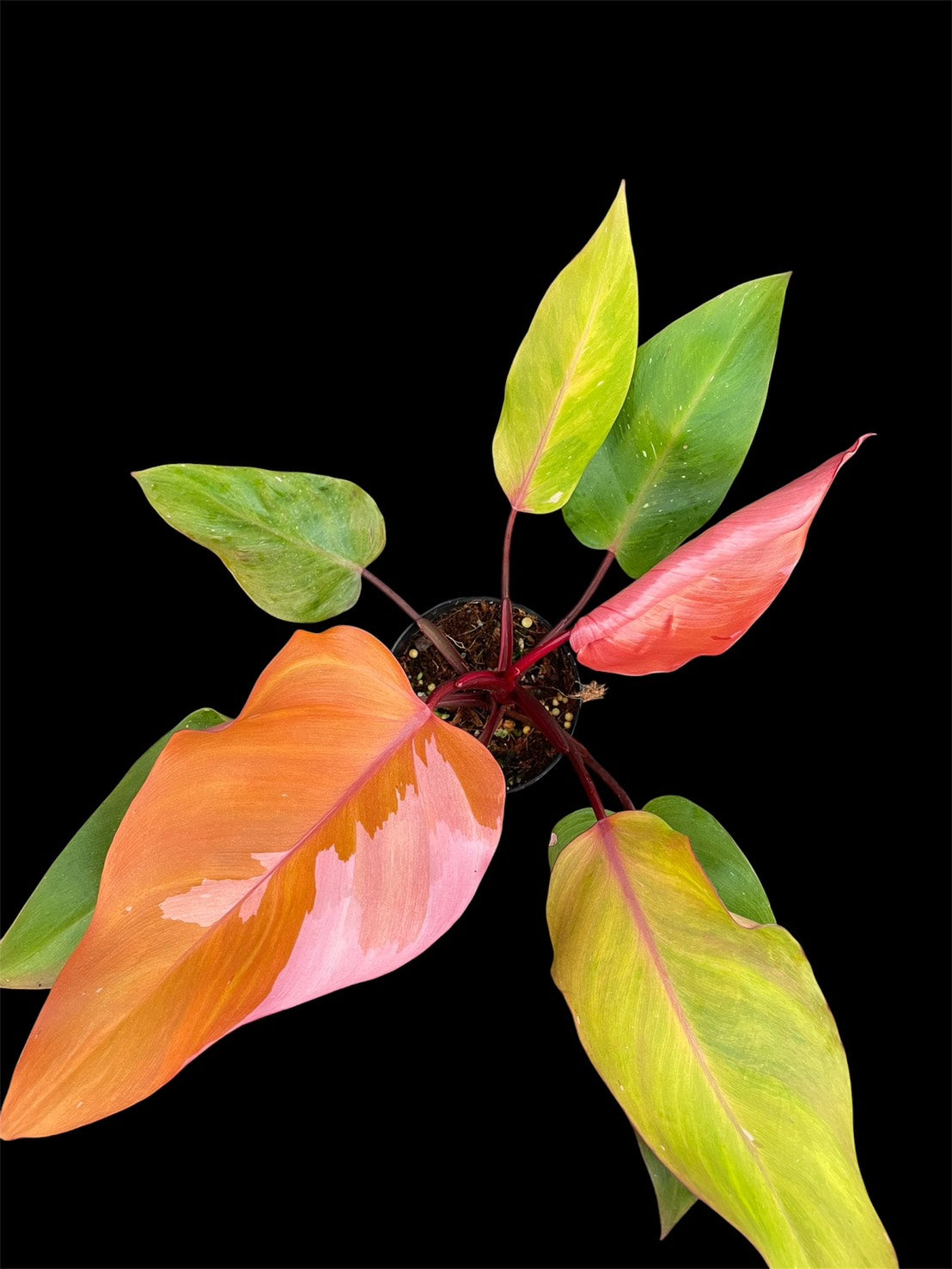 Philodendron Persimmon Princess