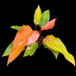 Philodendron Persimmon Princess