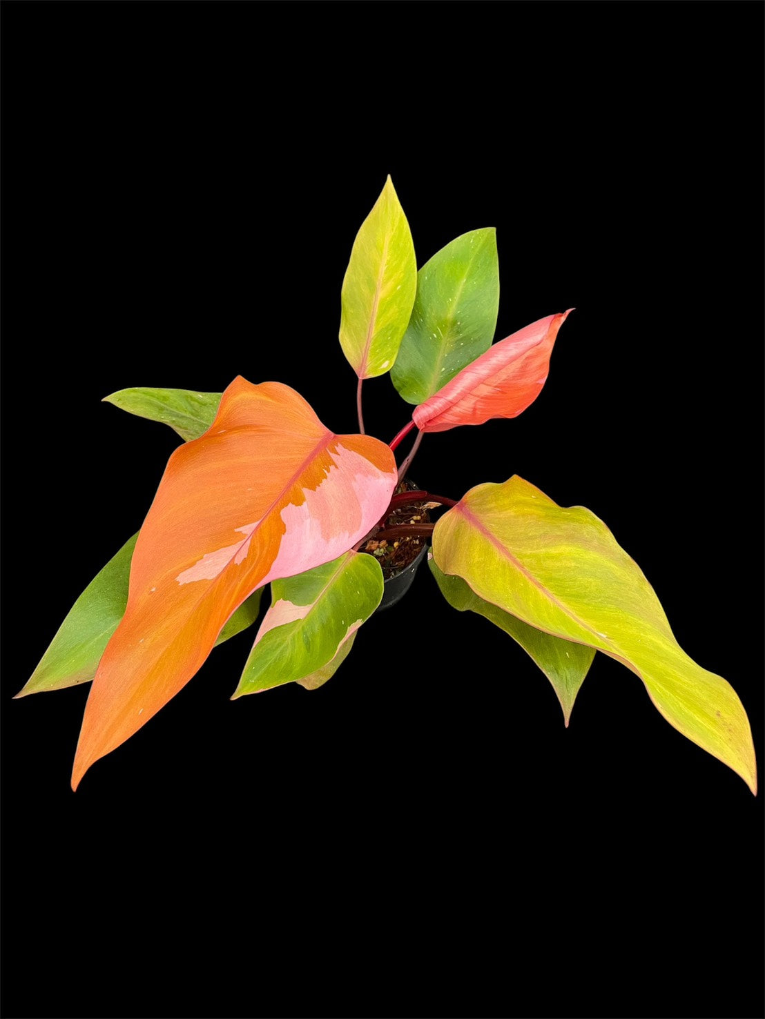 Philodendron Persimmon Princess
