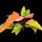 Philodendron Persimmon Princess