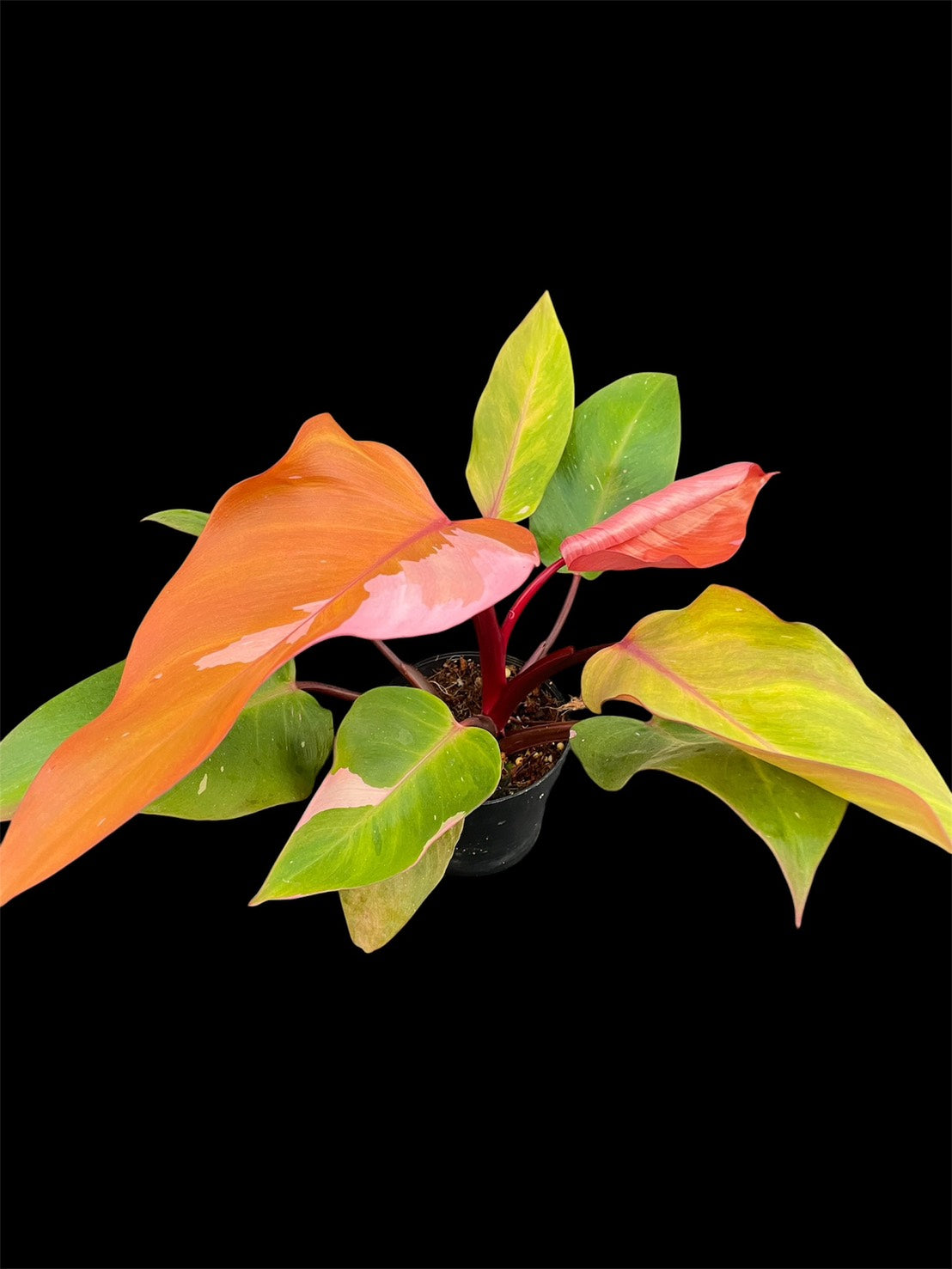 Philodendron Persimmon Princess