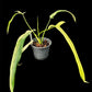 Philodendron holtonianum variegated