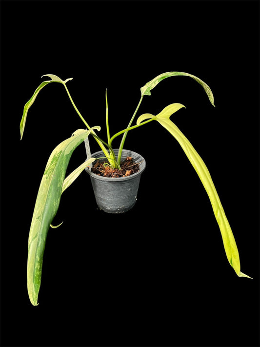 Philodendron holtonianum variegated