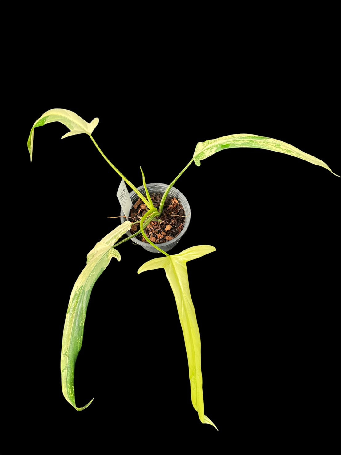 Philodendron holtonianum variegated