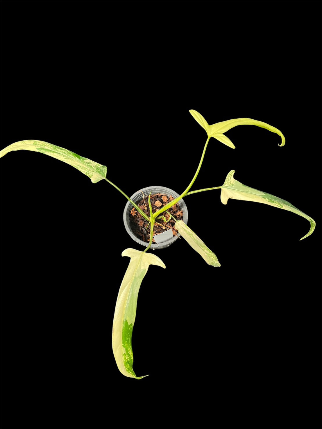 Philodendron holtonianum variegated
