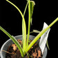 Philodendron holtonianum variegated