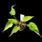 Anthurium White Lava