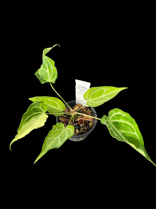 Anthurium White Lava