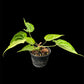 Anthurium White Lava