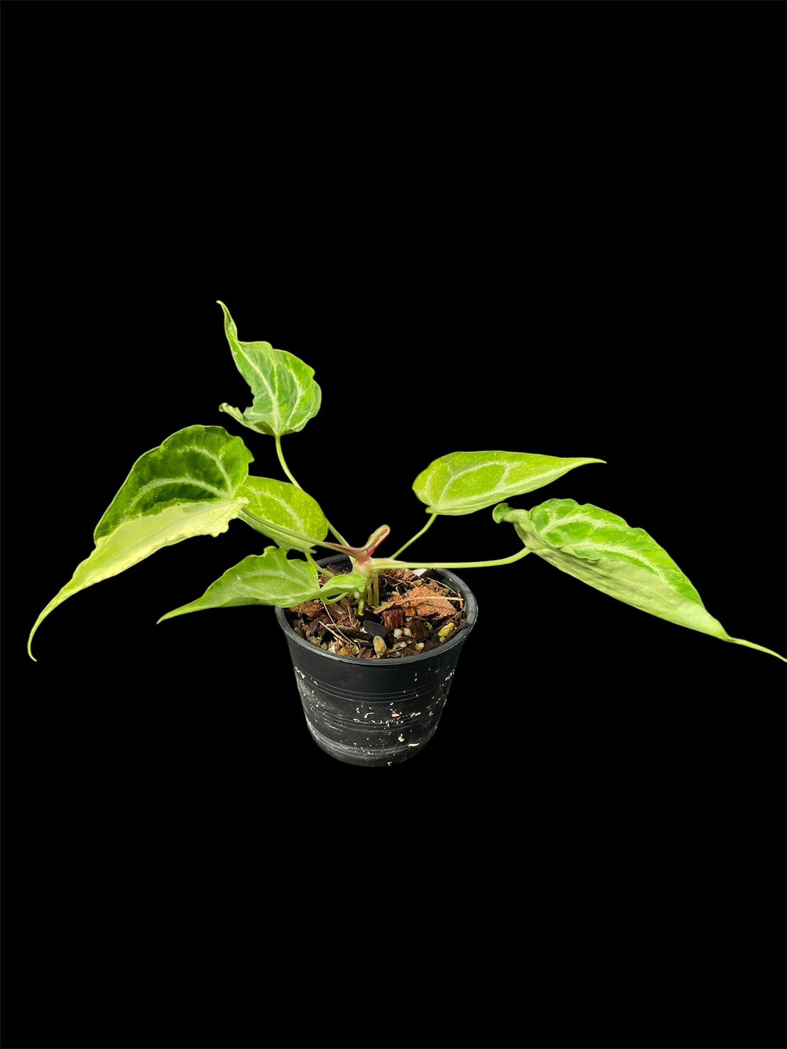 Anthurium White Lava