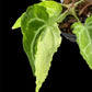Anthurium White Lava