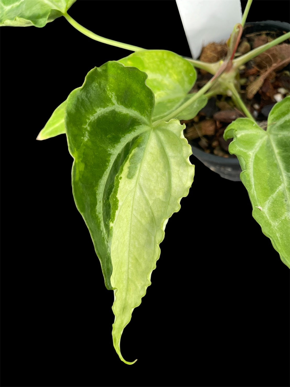 Anthurium White Lava