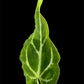 Anthurium White Lava