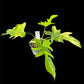 Philodendron Florida G on G x distantilobum