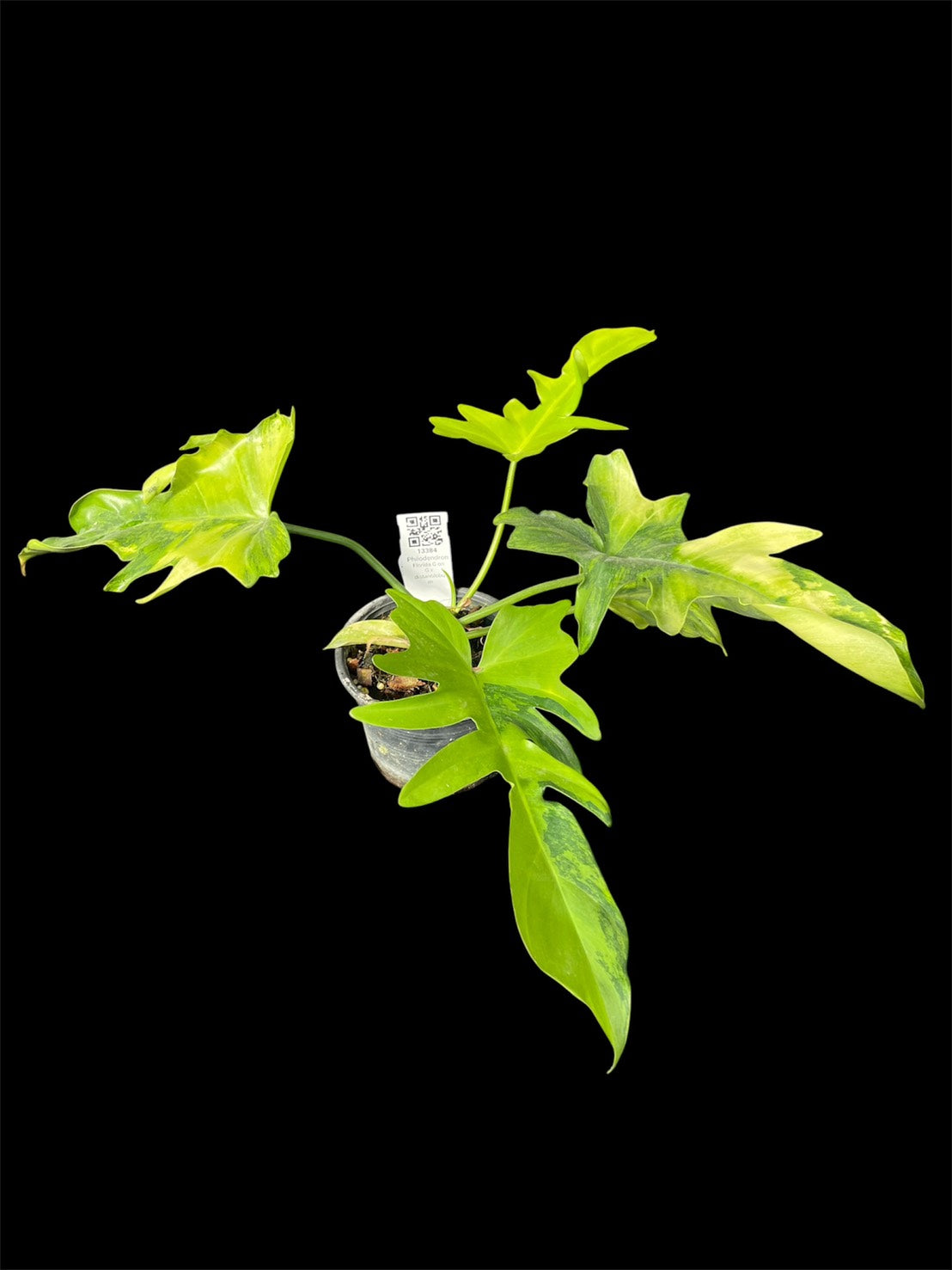 Philodendron Florida G on G x distantilobum