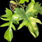 Philodendron Florida G on G x distantilobum