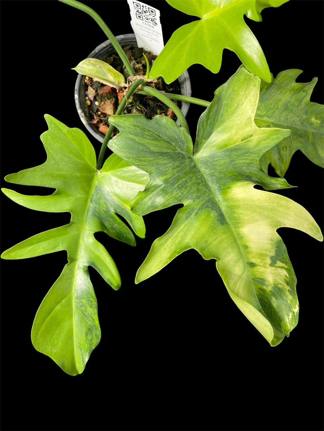 Philodendron Florida G on G x distantilobum