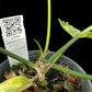 Philodendron Florida G on G x distantilobum