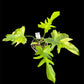 Philodendron Florida G on G x distantilobum