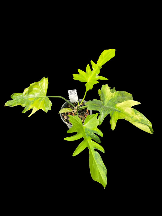 Philodendron Florida G on G x distantilobum