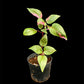 Alternanthera ficoidea