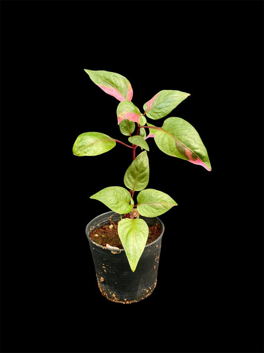 Alternanthera ficoidea
