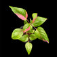 Alternanthera ficoidea