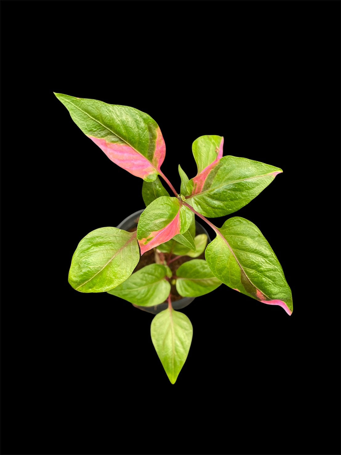 Alternanthera ficoidea